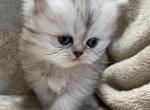 Cleo - Persian Cat For Sale - Callahan, FL, US