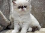 Sasha - Himalayan Cat For Sale - Callahan, FL, US