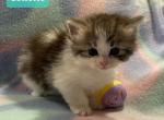 Colette - Siberian Cat For Sale - Clintwood, VA, US