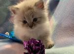 Curtis - Siberian Cat For Sale - Clintwood, VA, US