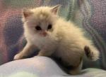 Christof - Siberian Cat For Sale - Clintwood, VA, US