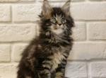 Tessa - Maine Coon Cat For Sale - Norwalk, CT, US