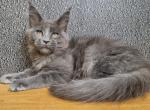 Love - Maine Coon Cat For Sale - Norwalk, CT, US