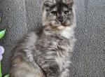 Malvina - Maine Coon Cat For Sale - Norwalk, CT, US