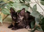 non standard sphynx chocolate tortoiseshell - Sphynx Cat For Sale - Boston, MA, US