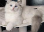 Oscar - Ragdoll Cat For Sale - Miami, FL, US