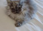 Persian - Persian Cat For Sale - Greenwood, SC, US