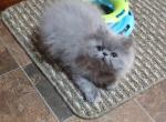 Kitten - Persian Cat For Sale - Greenwood, SC, US