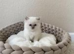 Blue Point Boy 1 - Ragdoll Cat For Sale - Denver, CO, US