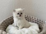 Blue Point Boy 2 - Ragdoll Cat For Sale - Denver, CO, US