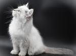 Siberian male - Siberian Kitten For Sale - White Plains, NY, US