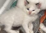 Tica seal bi color male ready to go - Ragdoll Cat For Sale - Butler, PA, US