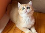 Barbara ny12 - British Shorthair Cat For Sale - Brooklyn, NY, US