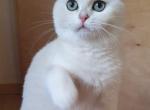 Zlata - British Shorthair Cat For Sale - Brooklyn, NY, US