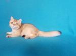 Mona - British Shorthair Cat For Sale - New York, NY, US