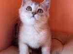 Helm - British Shorthair Cat For Sale - New York, NY, US