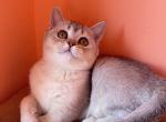 Dana - British Shorthair Cat For Sale - Brooklyn, NY, US