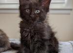 Damon - Maine Coon Cat For Sale - Staten Island, NY, US