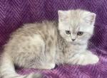 Oliver - Scottish Straight Cat For Sale - Sunnyvale, CA, US