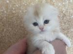 Chester - Scottish Fold Cat For Sale - Sunnyvale, CA, US