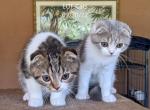 Gabby_George Litter - Scottish Fold Cat For Sale - DeLand, FL, US