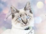 Rhys - Siamese Cat For Sale - MO, US