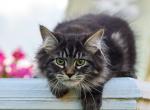 Oscar - Siberian Cat For Sale - Norwalk, CT, US