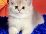 Lavanda - British Shorthair Cat For Sale - Hollywood, FL, US