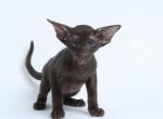 Caezar - Oriental Cat For Sale - Norwalk, CT, US