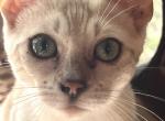 Sunshine - Bengal Cat For Sale - PA, US