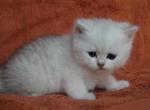Flake - Scottish Straight Cat For Sale - Nashville, TN, US