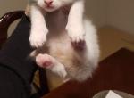 Flame Point RagCoon - Ragdoll Cat For Sale - Windsor, NY, US