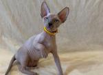 Sandy - Sphynx Cat For Sale - Brooklyn, NY, US