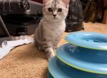Pepper - Domestic Cat For Sale - Astoria, NY, US