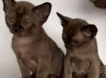 Litter D - Burmese Cat For Sale - Auburn, WA, US