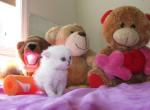 Scottish Fold White With Blue Eyes fluffy - Scottish Fold Cat For Sale - Huntington Beach, CA, US