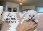 Chilly and Frosty - Scottish Fold Cat For Sale - Damascus, OR, US