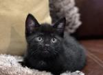 Sophia - Domestic Cat For Sale - Westfield, MA, US
