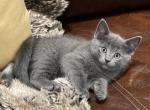 Archibald - Domestic Cat For Sale - Westfield, MA, US
