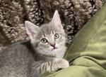 Grace - Domestic Cat For Sale - Westfield, MA, US