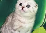 Lulu - Scottish Fold Cat For Sale - MD, US