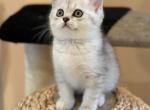 Lucy - Scottish Straight Cat For Sale - MD, US