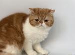 Rita - Exotic Cat For Sale - Yucca Valley, CA, US