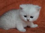 Flake British shorthair and Scottish fold mix - British Shorthair Cat For Sale - Nashville, TN, US