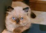 CFA Registered Himalayan Kitten - Himalayan Cat For Sale - Greenville, OH, US