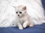 British shorthair kitty - British Shorthair Cat For Sale - Orlando, FL, US