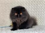 Fendy - Persian Cat For Sale - Yucca Valley, CA, US