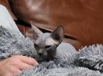 TICA Blue - Sphynx Cat For Sale - Rockford, IL, US