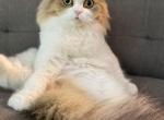 Scottish fold female - Scottish Fold Cat For Sale - Charlotte, NC, US