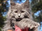 Tabitha - Maine Coon Cat For Sale - Santa Maria, CA, US